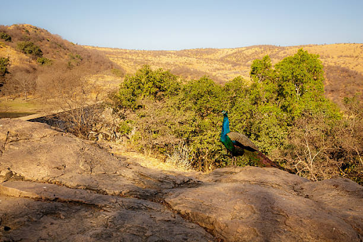 photo of Mukundara Hills National Park